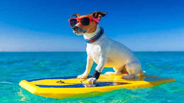 Cane in spiaggia, in questi casi rischi una multa da 400€: ecco cosa dice la normativa