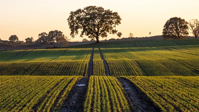 Deere & Company: Calo Azionario Nonostante l'Aumento della Guidance e i Risultati Positivi