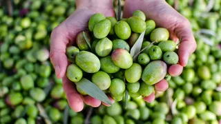 Olio d’oliva, il costo sale sempre di più nel 2024: ecco perché il prezzo è in continuo aumento