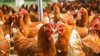 Allarme aviaria, scatta l’allerta da parte dei virologi: trovate tracce nel latte pastorizzato