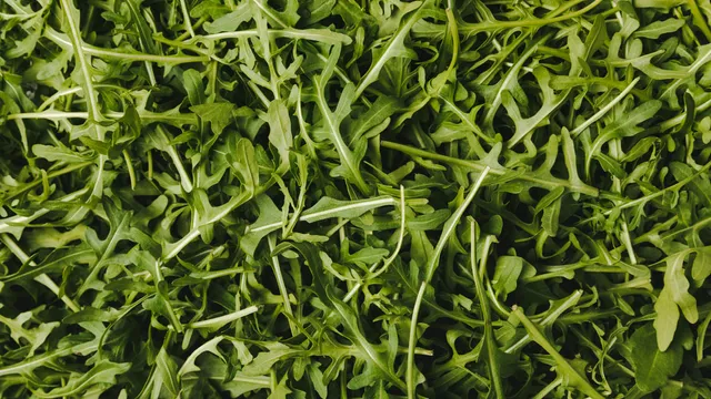 Richiamo alimentare, diversi lotti di rucola ritirati, ecco lotti e rischi