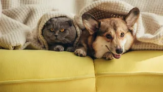 Nuovo bonus animali 2025 al via, requisiti e come richiederlo