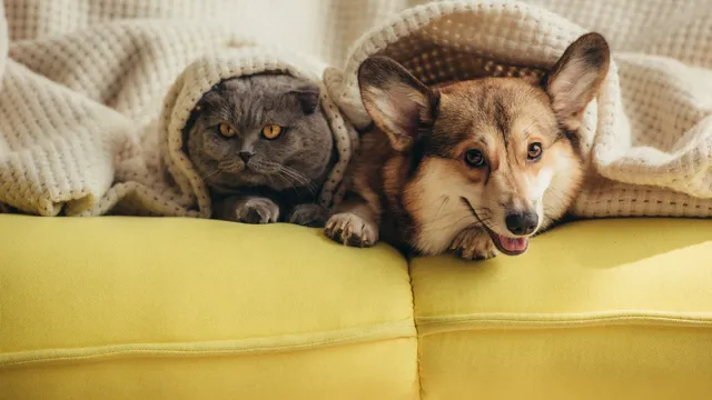 Nuovo bonus animali 2025 al via, requisiti e come richiederlo