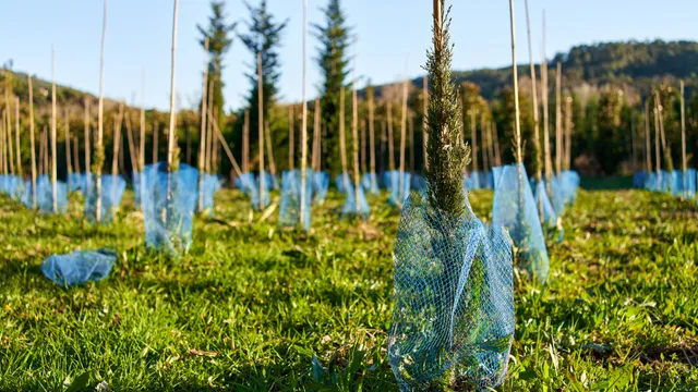 Boom richieste per fondi foreste
