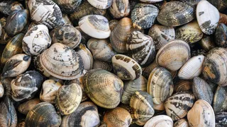 Richiamo alimentare, vongole ritirate per rischio microbiologico