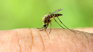 Virus West Nile in Italia, cosa sappiamo e come difenderci